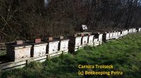 Deutsche Bienen Ableger von Zucht-Königin Carnica-Troiseck DNM Nordrhein-Westfalen - Bergkamen Vorschau