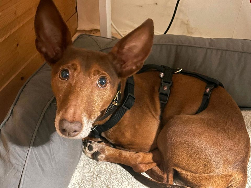 LUNA Podenco Maneto Hündin Tierschutz Hund in Eystrup