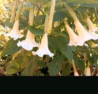 Engelstrompete weiß Brugmansia Garten Pflanze Datura Bayern - Bruck Vorschau