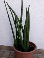 5 x Sansevieria cyl. Fun, runder Bogenhanf ,12 Jahre Baden-Württemberg - Nußloch Vorschau