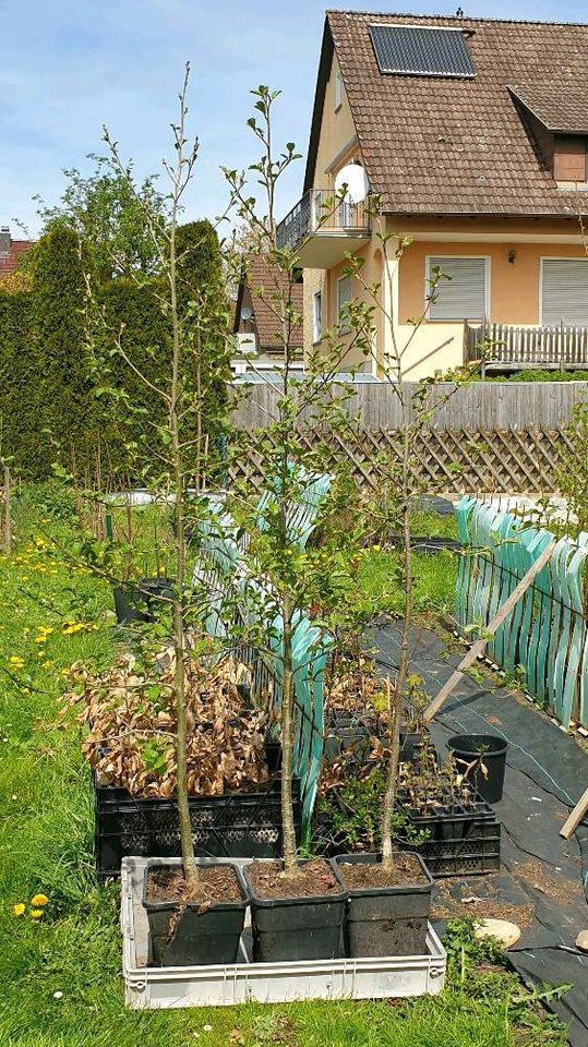 Erle, Schwarzerle 160-200 cm (Alnus glutinosa) in Trossingen