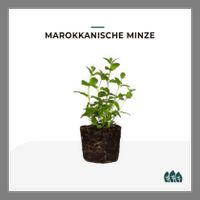 Minze (Jungpflanze, Marokkanische) 3 Stück Nordrhein-Westfalen - Wesseling Vorschau