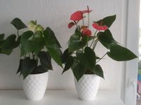 Anthurium Flamingoblume pink weiss Wuppertal - Ronsdorf Vorschau