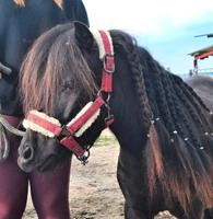 Reitbeteiligung/Verfügung junger kräftiger Pony/Shetty Wallach Nordrhein-Westfalen - Euskirchen Vorschau