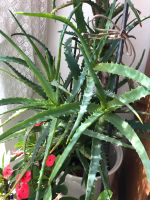 Aloe Vera Heilpflanze Kreis Ostholstein - Kasseedorf Vorschau