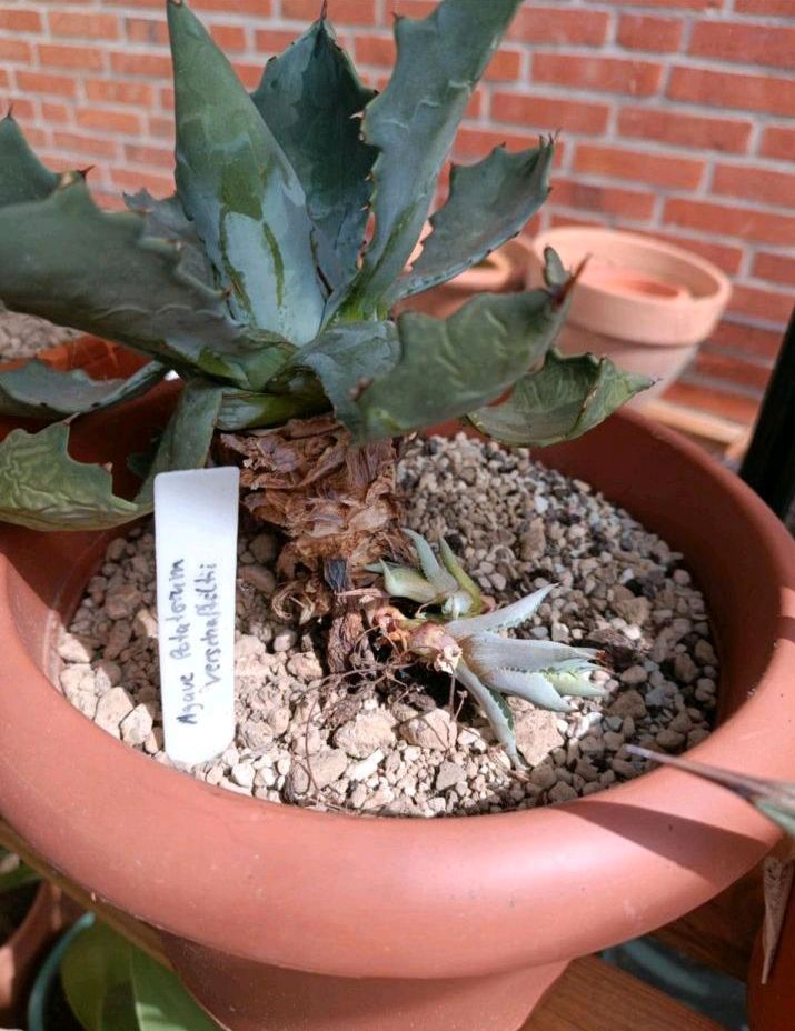 Agave potatorum verschaffelti pflanze in Scheeßel