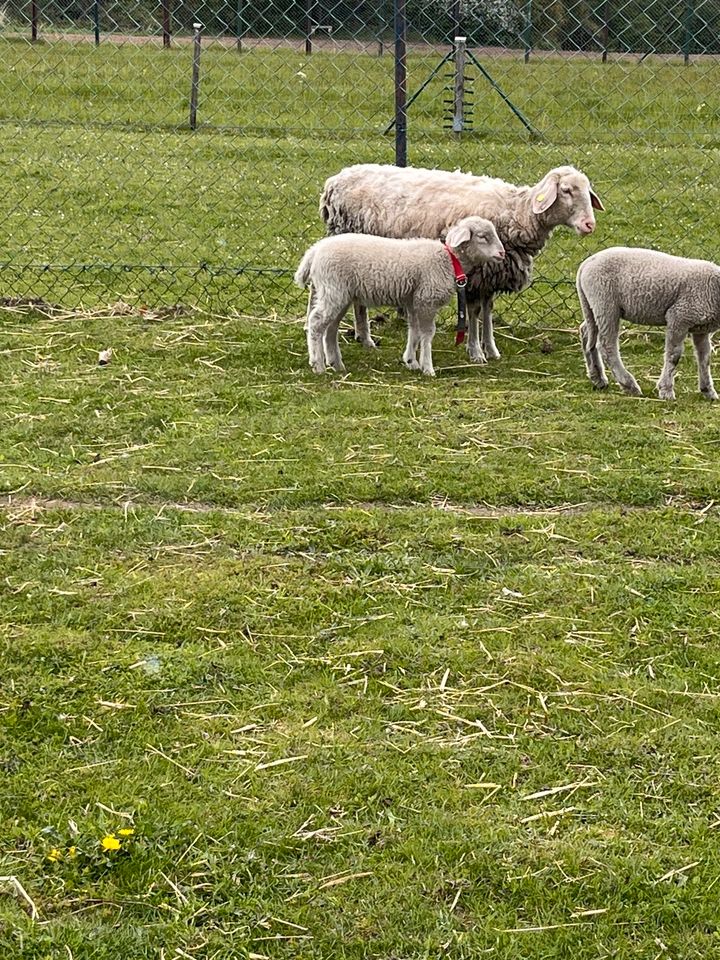Lämmer Schafe in Dresden