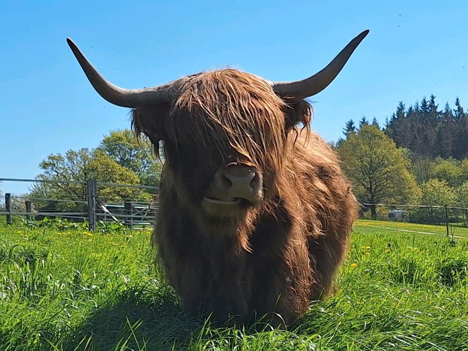 Highland Cattle Zuchtkuh in Wangels