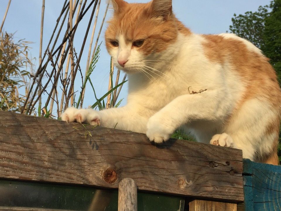 Nala weiss orange vermisst Kolonie Dornröschen Katze klein 27.06. in Hannover