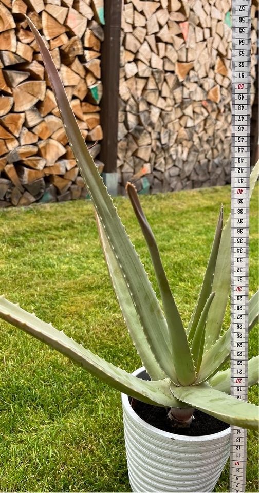 Aloe Vera Pflanze groß grüne Pflanze Zimmerpflanze in Egelsbach