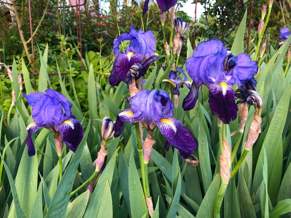 Schwertlilie dunkelviolett in Neuenstein