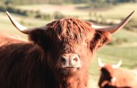 Hochlandrind Färsen / Rinder Highland cattle Baden-Württemberg - Vaihingen an der Enz Vorschau