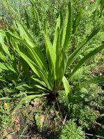 Spitzwegerich - kräftige Pflanzen für den Garten! Heilkraut, Tee Nordrhein-Westfalen - Bergisch Gladbach Vorschau