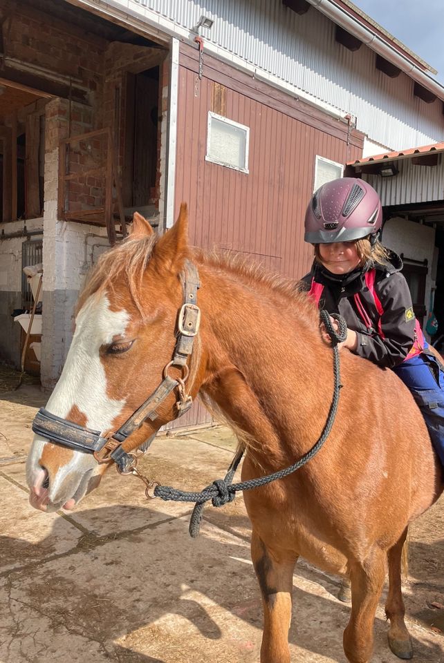 Ausnahme Hengst 2 Jahre Quarter Pony Sonderfarbe Kinderpony in Ronshausen