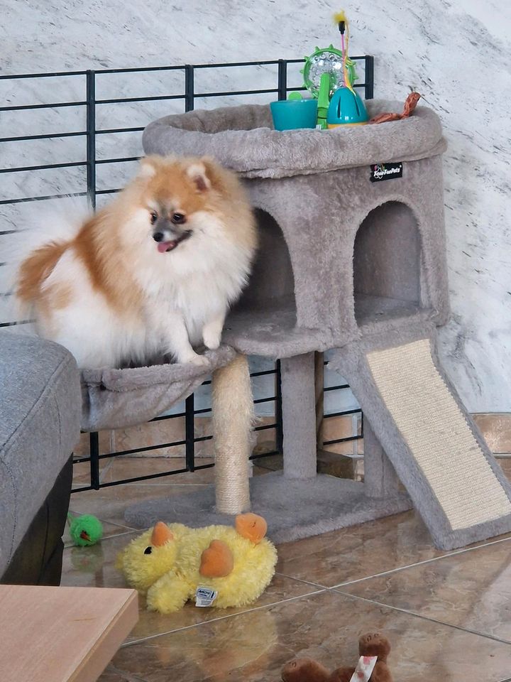 Pomeranian 1,2 Jahren alt in Goch