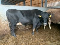 Angus Mutterkühe zu verkaufen Niedersachsen - Steinfeld Vorschau