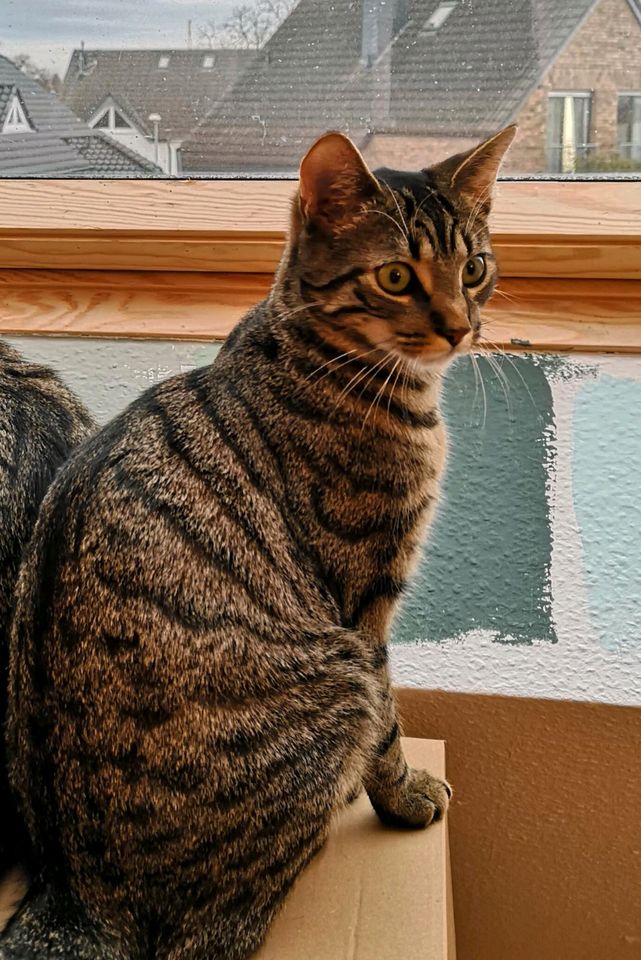 Ich suche meinen Kater Simba Katze in Erftstadt