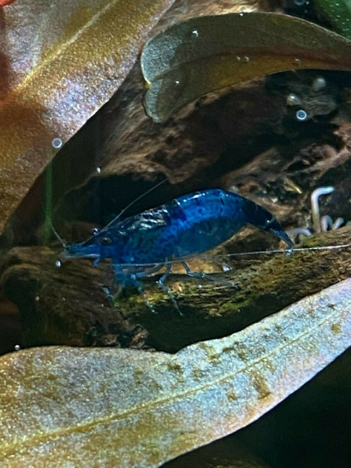 Blue / Black Rili Garnele - Blue Carbon Rili - Neocaridina davidi in Mainz