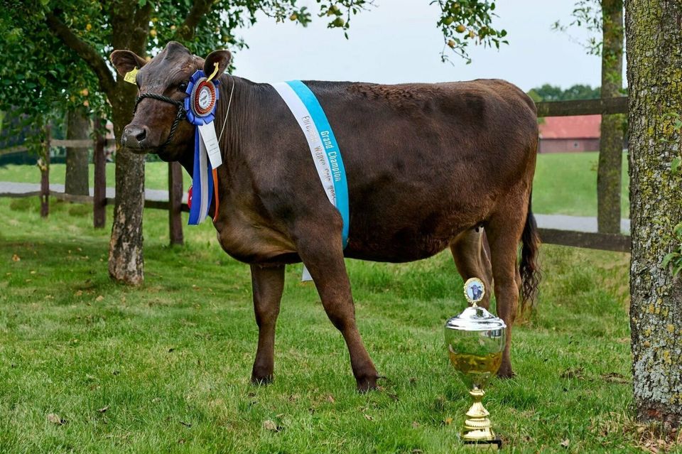 Wagyu Rinder vom Grand Champion Zuchtbetrieb Balster in Selm