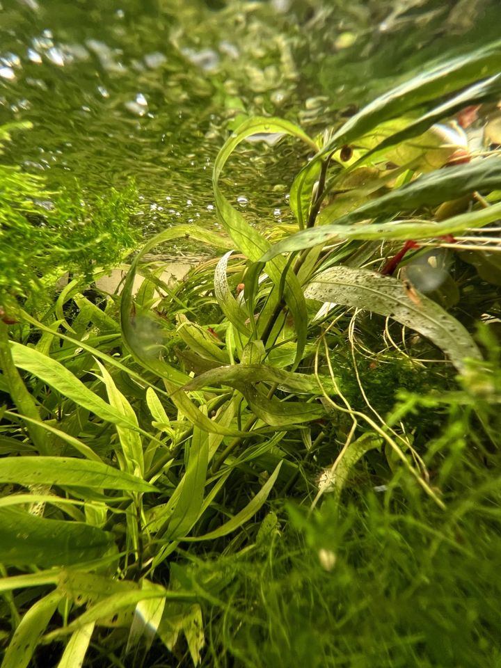 Großer Wasserfreund - Hygrophila corymbosa (Aquarienpflanze) in Rüthen