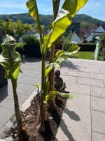 Bananenstaude Musa Basjoo Baden-Württemberg - Berglen Vorschau
