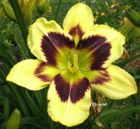 Hemerocallis Taglilie  " HEAVENLY DARK MATTER " Gossard 2009 1 F Köln - Merkenich Vorschau