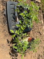 Tomatenpflanzen San Marzano Hessen - Guxhagen Vorschau