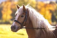 Edelbluthaflinger Stute Haflinger Hessen - Birstein Vorschau