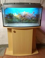 Aquarium / Terrarium mit Unterschrank ca. 81 cm breit Wandsbek - Hamburg Bramfeld Vorschau