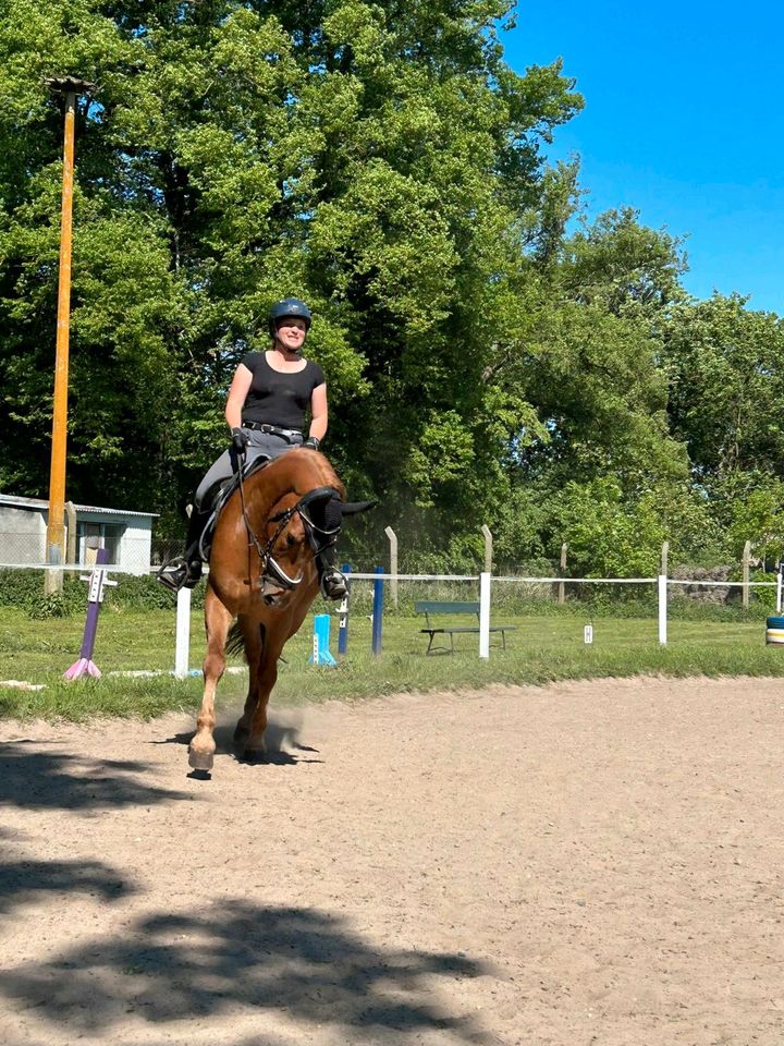 Beritt Pony's & Großpferde/Einreiten/Ausbildung Pferde in Tribsees