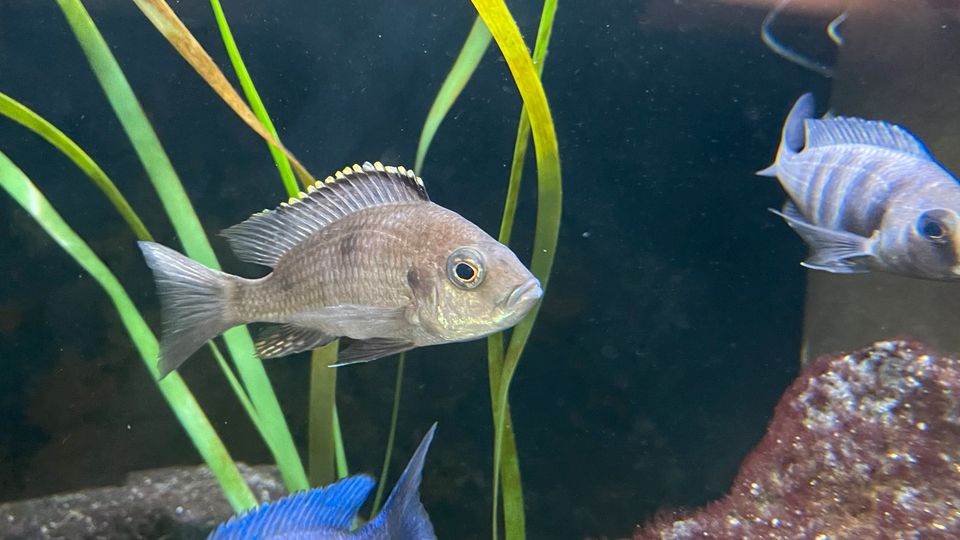 Copadichromis azureus Mbenji Malawi Buntbarsche Aquarium Fische in Elze