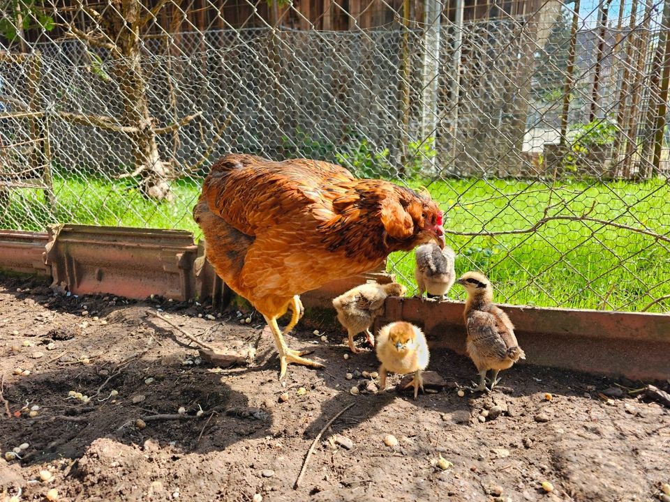 Araucana x Ga Hmong Bruteier Gahmong Grünleger Hühner in Pleidelsheim