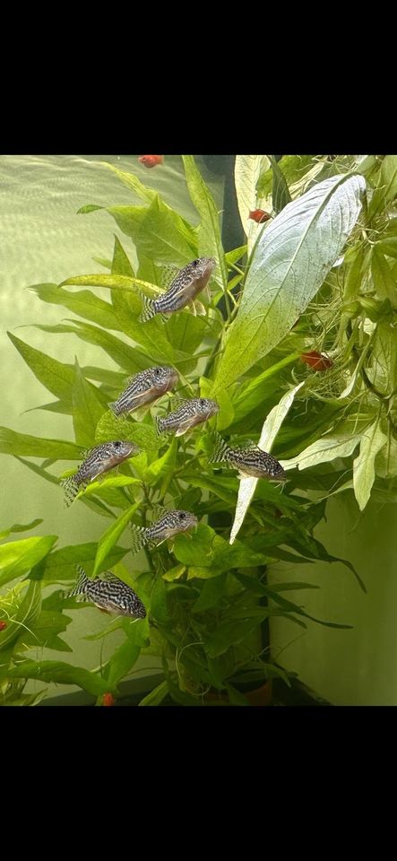 Corydoras Sterbai 4€ in Esslingen