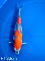 Koi Goshiki 33cm H1-17 Nordrhein-Westfalen - Wadersloh Vorschau