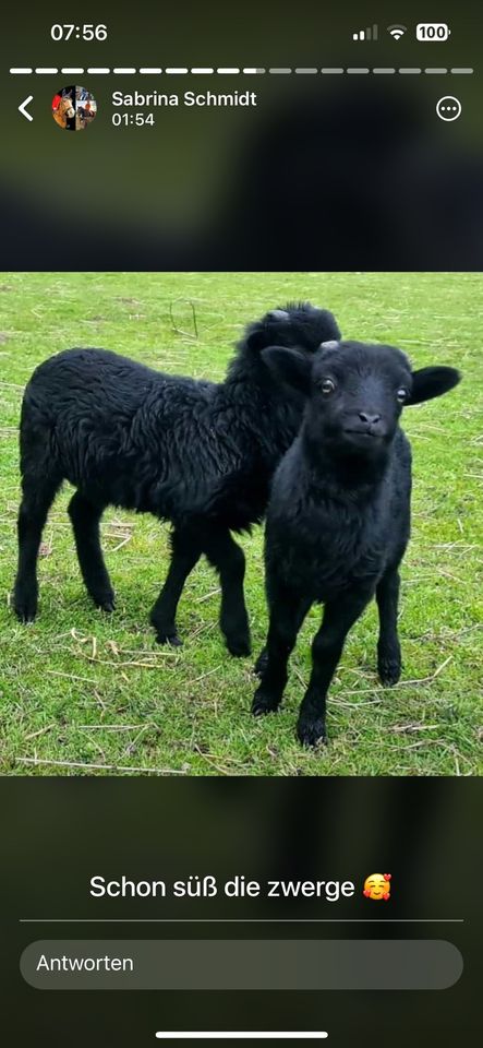 Quessant Lämmer ab Juni abzugeben Bocklämmer in Everswinkel