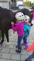 Pony - Grundkurse Bayern - Forchheim Vorschau