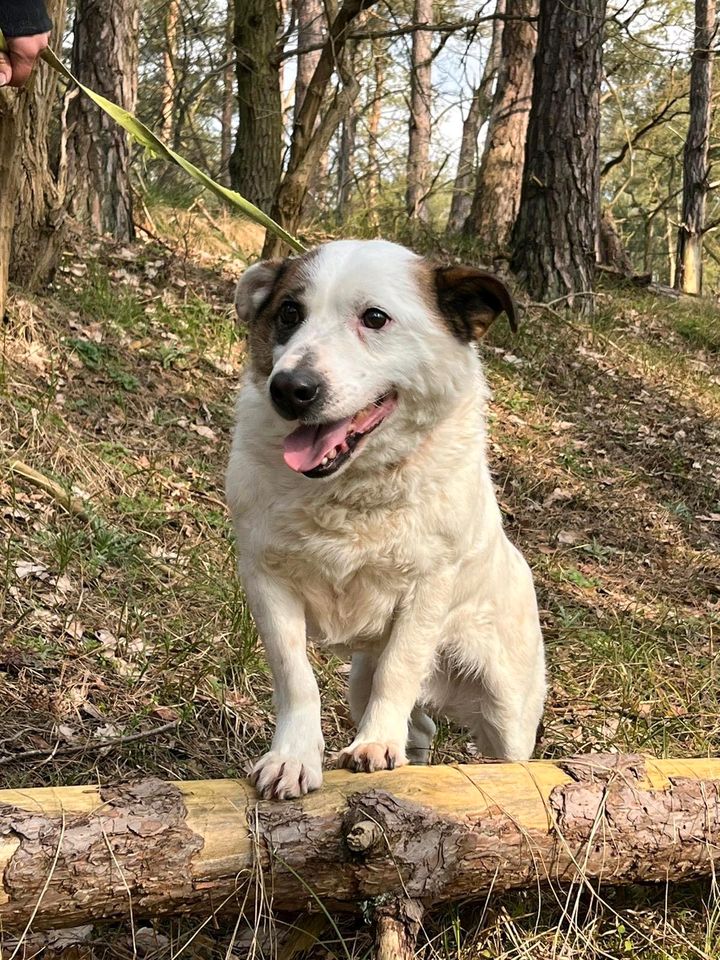 Dusty - kleiner Mann sucht großes Glück in Salzwedel