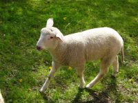 Verkaufe Bocklamm, Lamm, Schaf Sachsen - Tharandt Vorschau