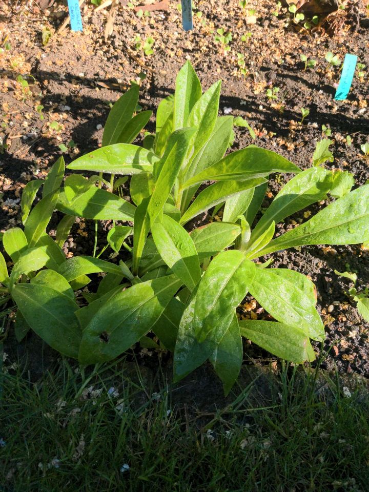 Blaue Flockenblume, Kornblume, 2-4 Stück in Dresden