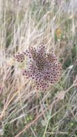 >Wilde Möhre Samen Insektenfreundlich< Niedersachsen - Schwanewede Vorschau