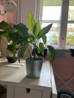 Spathiphyllum/Einblatt Berlin - Tempelhof Vorschau