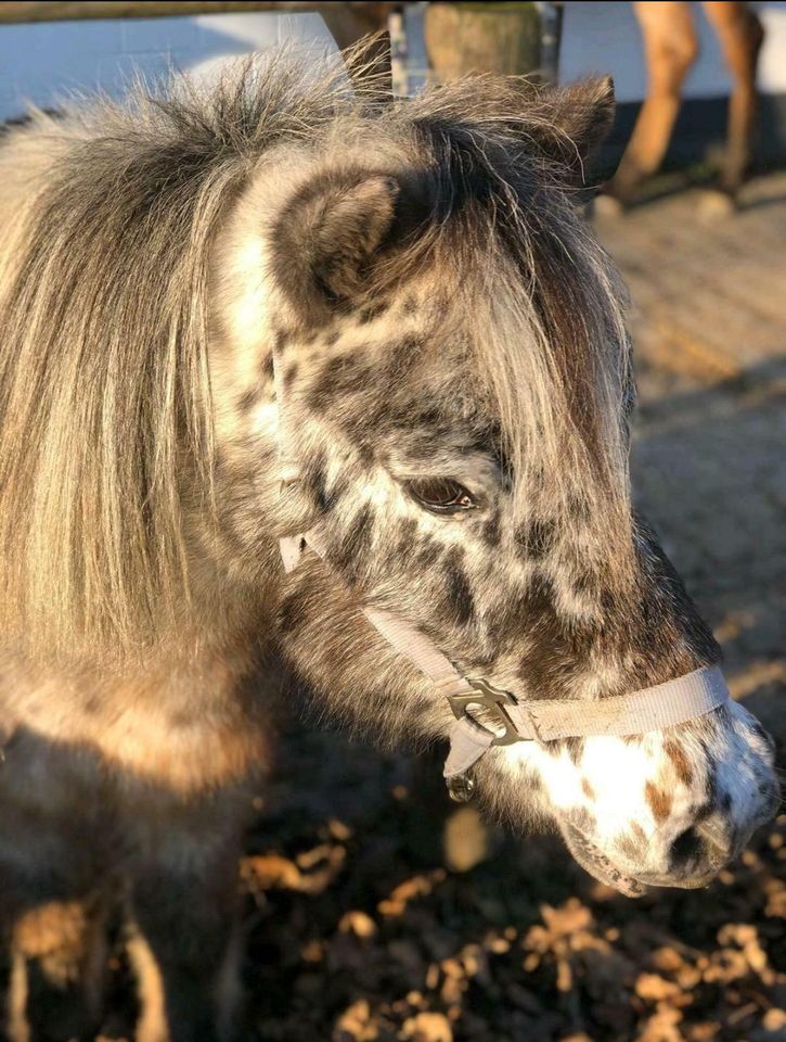 Shetty sucht Mama mit  Kind , Reitbeteiligung in Niedernhausen