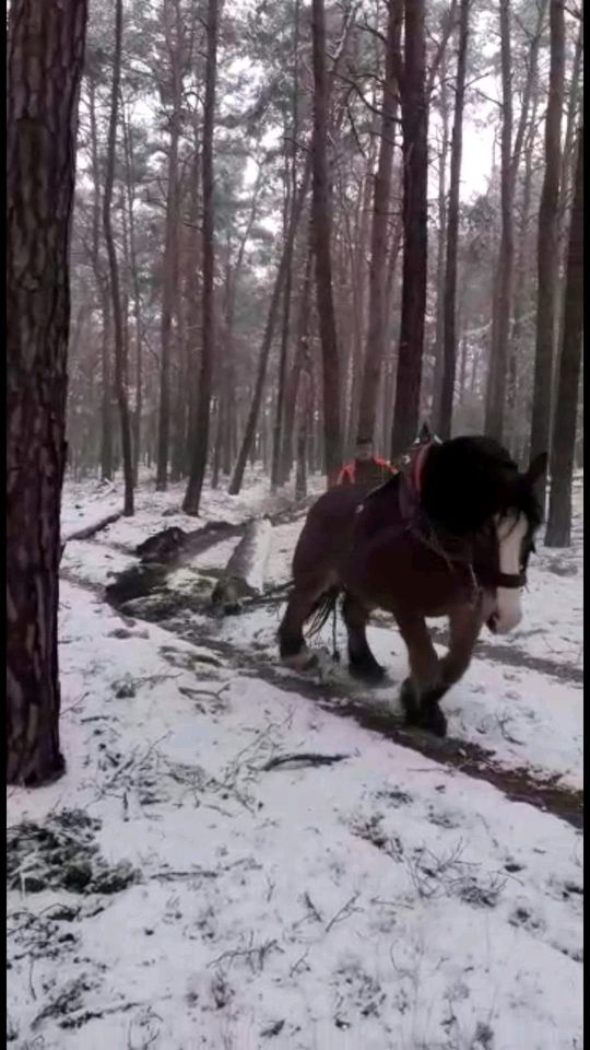 Holzrücker, Holzrücken mit Pferden ,Holzrückung mit Pferd in Spremberg