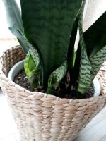 *** Bogenghanf - Sansevieria *** Brandenburg - Doberlug-Kirchhain Vorschau