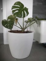 Monstera Thai Constellation Deliciosa im Lechuza Classico Weiß Stuttgart - Stuttgart-Mitte Vorschau