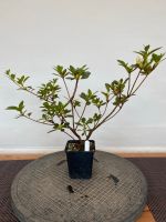 Bonsai Jungpflanze Azalee Nordrhein-Westfalen - Ahaus Vorschau