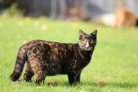 Katze vermisst! Bayern - Kumhausen Vorschau