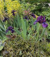 Garten Iris Pflanzen D.Lila/ D.Weinrot 25cm Hoch Kreis Pinneberg - Elmshorn Vorschau