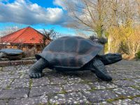 Galapagos Schildkröte Deko Riesenschildkröte Gartenfigur Tier Rheinland-Pfalz - Waldbreitbach Vorschau