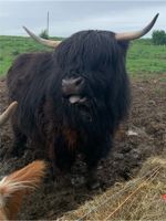 Highland Cattle Hochlandrind Kuh Nordrhein-Westfalen - Herzogenrath Vorschau